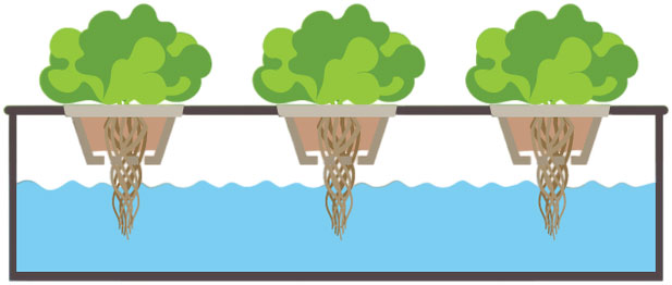 hydroponic method